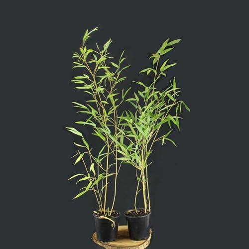 Phyllostachys aureosulcata 'Aureocaulis' von Intragarten - Goldener Peking Bambus im Topf von Intragarten GmbH