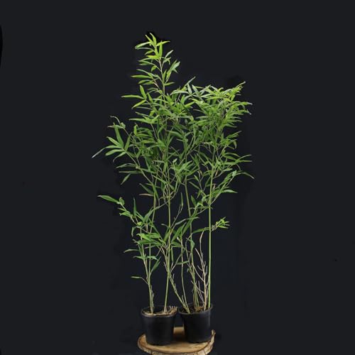 Phyllostachys bissetii von Intragarten - Bisset Bambus im Topf von Intragarten GmbH