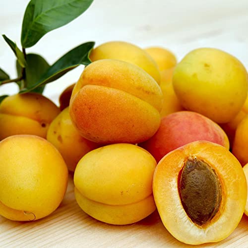 Prunus a. Bergeron/Zwergobstbaum Aprikose von Intragarten GmbH