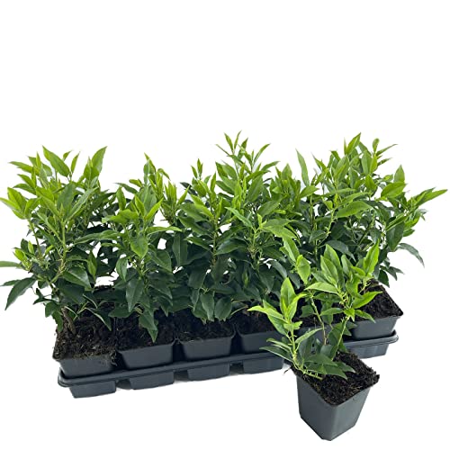 Portugiesischer Kirschlorbeer | 1 Stück | Prunus lusitanica angustifolia von Intragarten | winterhart und immergrün | Heckenpflanze im 9x9cm Topf von Intragarten GmbH