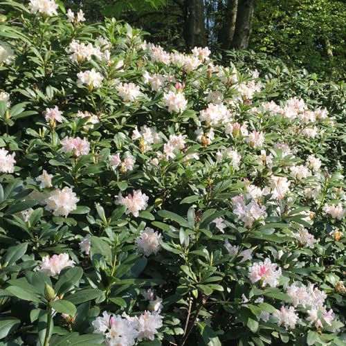 Rhododendron Cunningham's White von Intragarten im Topf von Intragarten GmbH