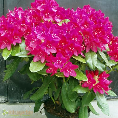 Rhododendron Roseum Elegans von Intragarten im Topf von Intragarten GmbH