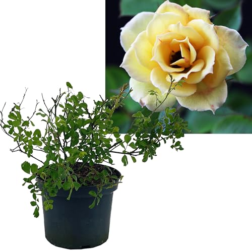 Rose gelb 1 Stück | Bodendeckerrose Rosa the Fairy Intragarten im Topf gewachsen Rosenbusch von Intragarten GmbH