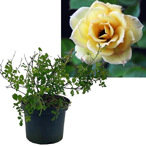 Rosa the Fairy 'gelb' von Intragarten Bodendeckerrose gelb im Topf gewachsen. von Intragarten GmbH