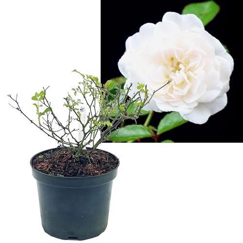 Rose weiß 6 Stück | Bodendeckerrose Rosa the Fairy Intragarten im Topf gewachsen Rosenbusch von Intragarten GmbH