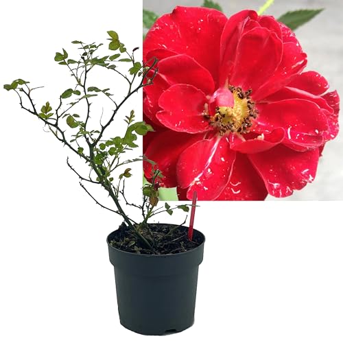 Rose rot 3 Stück | Bodendeckerrose Rosa the Fairy Intragarten im Topf gewachsen Rosenbusch Rose rot 3 Stück | Bodendeckerrose Rosa the Fairy Intragarten im Topf gewachsen Rosenbusch von Intragarten GmbH