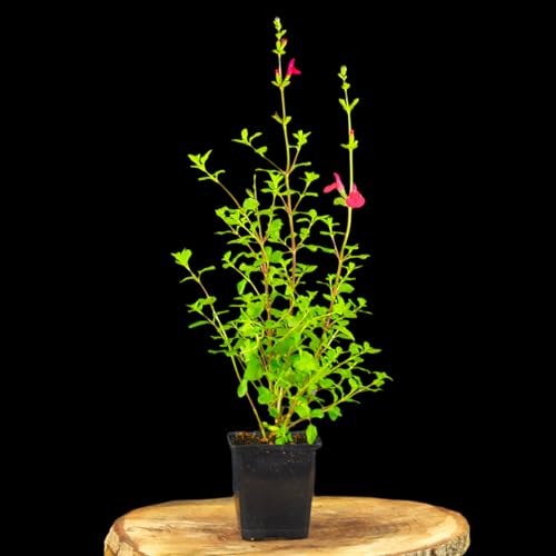 Salvia microphylla 'Hot Lips' von Intragarten | 'Hot Lips' Salbei im Topf gewachsen | rot und weiß blühende Salbei Staude | winterhart und dekorativ von Intragarten GmbH