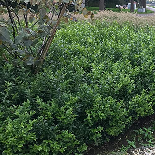 Sarcococca confusa von Intragarten Fleischbeere Bodendecker im Topf Sarcococca confusa von Intragarten Fleischbeere Bodendecker im Topf von Intragarten GmbH