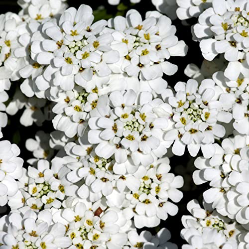 Schleifenblume weißer Frühlingsblüher immergrüne Iberis sempervirens von INTRAGARTEN von Intragarten GmbH