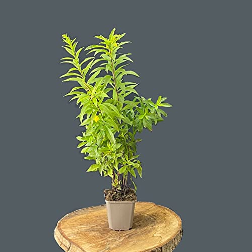 Solidago/Goldrute von Intragarten GmbH