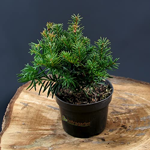 Taxus baccata Repandens von Intragarten Tafel- Kisseneibe im Topf von Intragarten GmbH