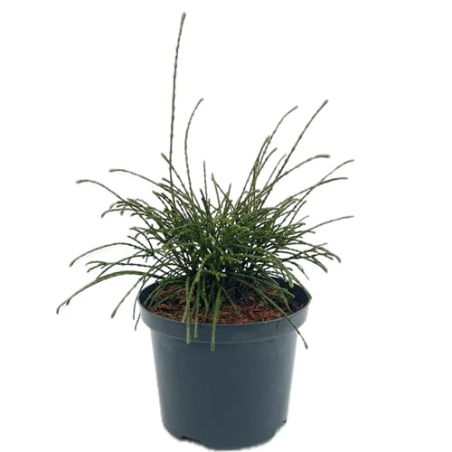 Thuja plicata 'Whipcord' von Intragarten - Riesenlebensbaum 'Whipcord' im Topf von Intragarten GmbH
