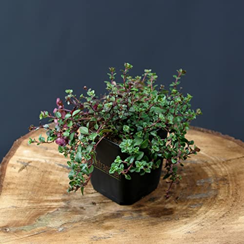 Thymus serpyllum von Intragarten Bodendecker Sand-Thymian im Topf Thymus serpyllum von Intragarten Bodendecker Sand-Thymian im Topf von Intragarten GmbH