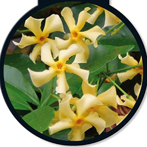 Trachelospermum jasminoides Selbra von Intragarten gelber Sternjasmin im Topf von Intragarten GmbH