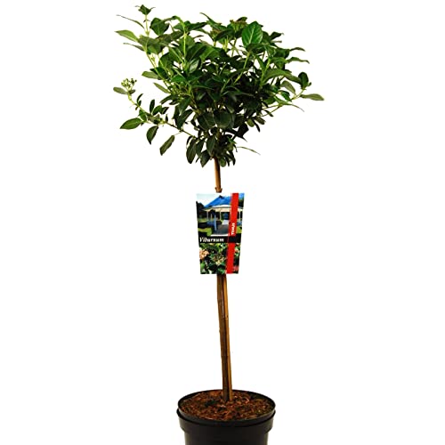 Viburnum tinus oder Lorbeerblättriger Schneeball auf Stamm von Intragarten GmbH