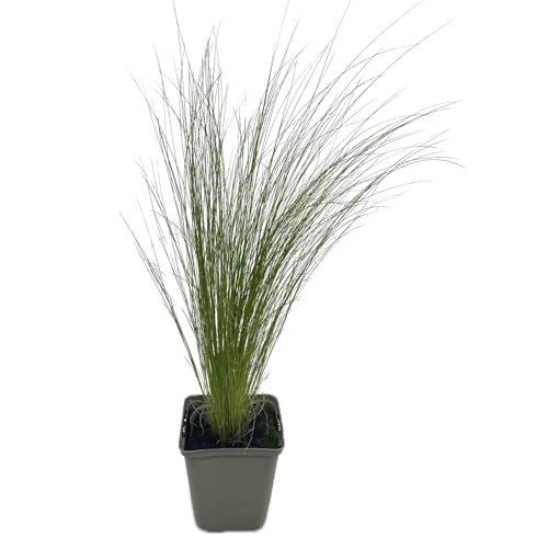 Ziergras im Topf Stipa capillata/Büschel Haargras von Intragarten GmbH