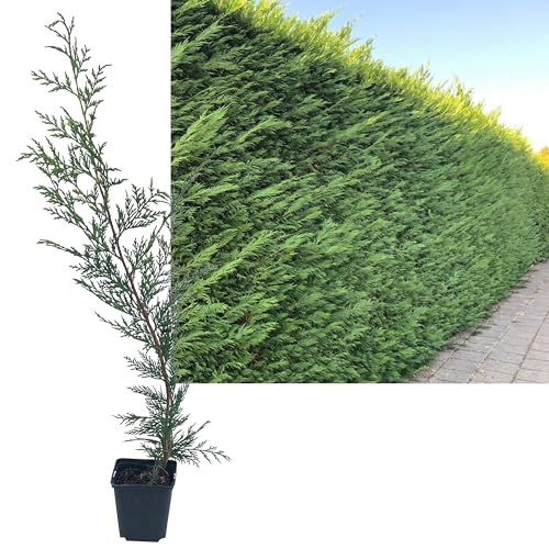 1 Stück Leylandii Zypresse von INTRAGARTEN | immegrün und winterhart | Basterdzypresse +50cm Heckenpflanze im Topf gewachsen von Intragarten GmbH
