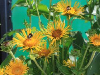 Echter Alant, Inula helenium, Topfware Echter Alant, Inula helenium, Topfware von Inula helenium