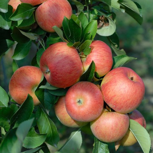Apfel Topaz, Busch, Malus domestica von Iovivo