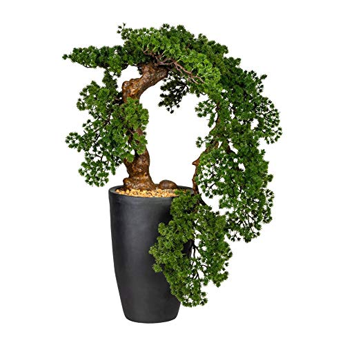 Iovivo Bonsai Lärche Han-Kengai, ca. 90 cm von Iovivo