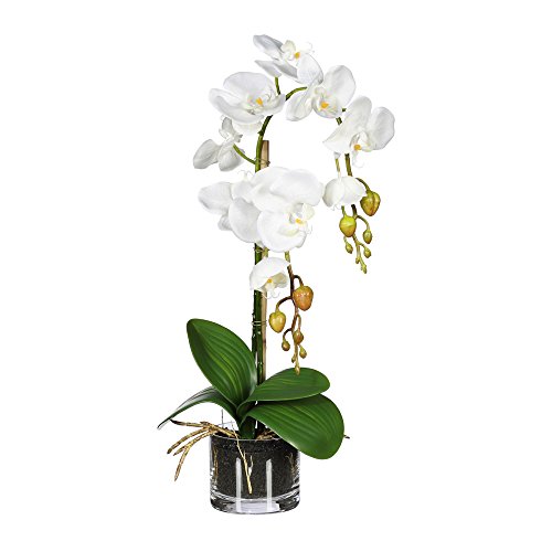 Kunstpflanzen, künstliche Orchidee weiß, im Glastopf Höhe 52 cm von Iovivo