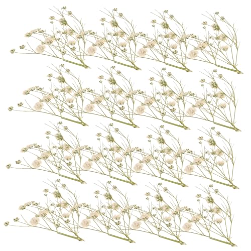 Ipetboom Getrocknete Schleierkraut Trockenblumen DIY Blumenarrangement Natürliches Pflanzenmaterial für Hochzeitsdeko Rustikales Landschaftsdekor und Fotorequisiten Ipetboom Getrocknete Schleierkraut Trockenblumen DIY Blumenarrangement Natürliches Pflanzenmaterial für Hochzeitsdeko Rustikales Landschaftsdekor und Fotorequisiten von Ipetboom