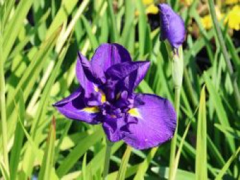 Japanische Sumpf-Schwertlilie 'Crystal Halo', Iris ensata 'Crystal Halo', Containerware von Iris ensata 'Crystal Halo'