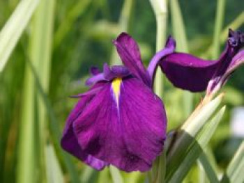 Sumpf-Schwertlilie 'Variegata', Iris ensata 'Variegata', Containerware von Iris ensata 'Variegata'