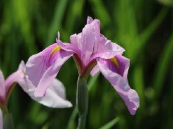 Sumpf-Schwertlilie 'Rose Queen', Iris laevigata 'Rose Queen', Topfware von Iris laevigata 'Rose Queen'