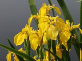 Heimische Sumpf-Schwertlilie, Iris pseudacorus, Topfware von Iris pseudacorus
