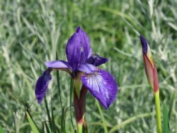 Bartlose Schwertlilie 'Annick', Iris sibirica 'Annick', Topfware von Iris sibirica 'Annick'