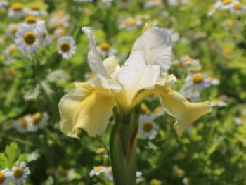 Bartlose Schwertlilie 'Butter and Sugar', Iris sibirica 'Butter and Sugar', Topfware von Iris sibirica 'Butter and Sugar'