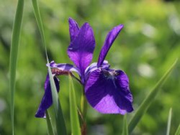 Bartlose Schwertlilie 'Caesars Brother', Iris sibirica 'Caesars Brother', Topfware von Iris sibirica 'Caesars Brother'