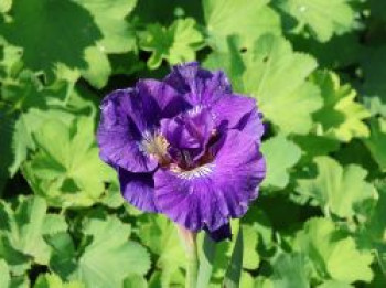 Bartlose Schwertlilie 'Concord Crush', Iris sibirica 'Concord Crush', Topfware von Iris sibirica 'Concord Crush'