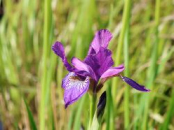 Bartlose Schwertlilie 'Contrast in Styles', Iris sibirica 'Contrast in Styles', Topfware von Iris sibirica 'Contrast in Styles'