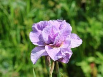 Bartlose Schwertlilie 'Pink Parfait', Iris sibirica 'Pink Parfait', Topfware von Iris sibirica 'Pink Parfait'