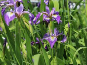 Verschiedenfarbige Sumpf-Schwertlilie, Iris versicolor, Topfware von Iris versicolor