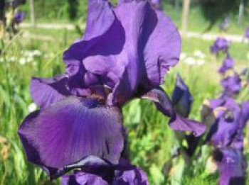 Hohe Bart-Iris  'After Dark', Iris x barbata-elatior 'After Dark', Topfware von Iris x barbata-elatior 'After Dark'