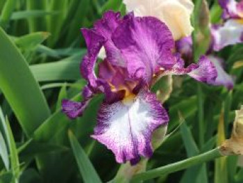Hohe Schwertlilie 'Autumn Encore', Iris x barbata-elatior 'Autumn Encore', Topfware von Iris x barbata-elatior 'Autumn Encore'