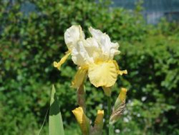 Hohe Bart-Iris 'Baroque Prelude', Iris x barbata-elatior 'Baroque Prelude', Topfware von Iris x barbata-elatior 'Baroque Prelude'