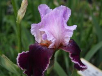 Hohe Schwertlilie 'Changing Times', Iris x barbata-elatior 'Changing Times', Topfware von Iris x barbata-elatior 'Changing Times'