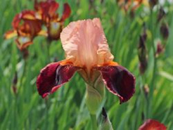 Hohe Bart-Schwertlilie 'Cimarron Strip', Iris x barbata-elatior 'Cimarron Strip', Topfware von Iris x barbata-elatior 'Cimarron Strip'