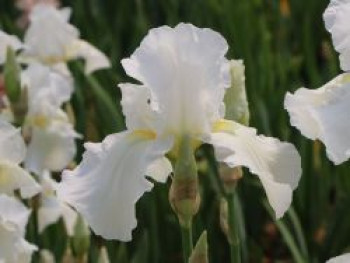 Hohe Schwertlilie 'Cliffs of Dover', Iris x barbata-elatior 'Cliffs of Dover', Topfware von Iris x barbata-elatior 'Cliffs of Dover'
