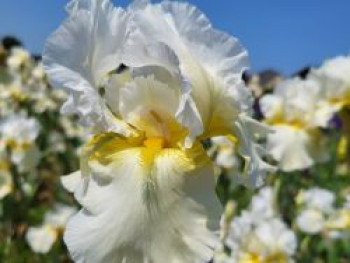 Hohe Bart-Iris 'Country Manor', Iris x barbata-elatior 'Country Manor', Topfware von Iris x barbata-elatior 'Country Manor'