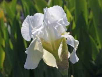 Hohe Schwertlilie 'Cup Race', Iris x barbata-elatior 'Cup Race', Topfware von Iris x barbata-elatior 'Cup Race'