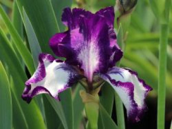 Hohe Bart-Iris 'Going My Way', Iris x barbata-elatior 'Going My Way', Topfware von Iris x barbata-elatior 'Going My Way'