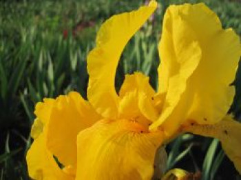 Hohe Bart-Iris 'Granada Gold', Iris x barbata-elatior 'Granada Gold', Topfware Hohe Bart-Iris 'Granada Gold', Iris x barbata-elatior 'Granada Gold', Topfware von Iris x barbata-elatior 'Granada Gold'