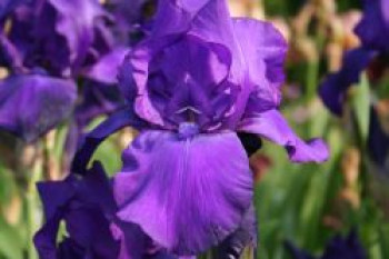 Hohe Schwertlilie 'Matinata', Iris x barbata-elatior 'Matinata', Topfware von Iris x barbata-elatior 'Matinata'