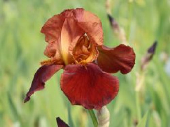 Hohe Schwertlilie 'Natchez Trace', Iris x barbata-elatior 'Natchez Trace', Topfware von Iris x barbata-elatior 'Natchez Trace'