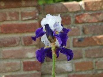 Hohe Schwertlilie 'Night Edition', Iris x barbata-elatior 'Night Edition', Topfware von Iris x barbata-elatior 'Night Edition'